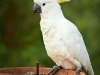 Sulphur Crested Cockatoo feeding at Tamborine Mountain Bed & Breakfast Sulphur Crested Cockatoo feeding at Tamborine Mountain Bed & Breakfast