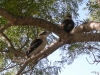 Lovely Kookaburras at Tamborine Mountain Bed and Breakfast Lovely Kookaburras at Tamborine Mountain Bed and Breakfast
