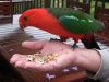 King Parrot hand feeding at Tamborine Mountain Bed & Breakfast King Parrot hand feeding at Tamborine Mountain Bed & Breakfast