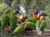 Rainbow Lorikeets feeding at Tamborine Mountain Bed & Breakfast Rainbow Lorikeets feeding at Tamborine Mountain Bed & Breakfast