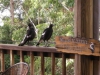 Happy Guesta and Happy Birds at Tamborine Mountain B&B Happy Guesta and Happy Birds at Tamborine Mountain B&B