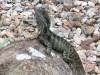 Handsome lizard at Tamborine Mountain Bed and Breakfast Handsome lizard at Tamborine Mountain Bed and Breakfast