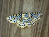 Beautiful moth at Tamborine Mountain Bed and Breakfast Beautiful moth at Tamborine Mountain Bed and Breakfast