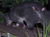 Possums playing at Tamborine Mountain Bed and Breakfast Possums playing at Tamborine Mountain Bed and Breakfast