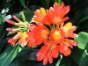 Clivia in bloom at Tamborine Mountain Bed and Breakfast Clivia in bloom at Tamborine Mountain Bed and Breakfast