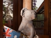 A Proudly Australian Koala at Tamborine Mountain Bed and Breakfast A Proudly Australian Koala at Tamborine Mountain Bed and Breakfast