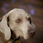 Beautiful image of Elle our dog