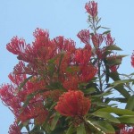 Queensland Waratah in full bloom in the gardens at Tamborine Mountain Bed and Breakfast