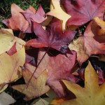 Lovely Autumn Colours on Tamborine Mountain