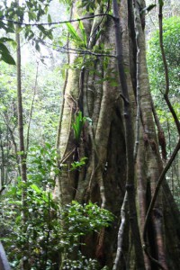 Towering Trees Tamborine Mountain National Park -