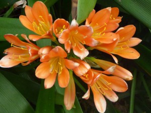 Blooming Clivias at Tamborine Mountain
