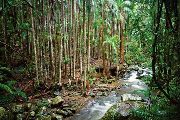 Waters Flowing on Tamborine Mountain Waters Flowing on Tamborine Mountain