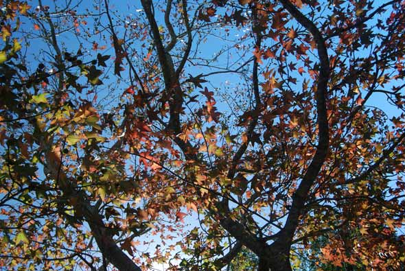 Autumn Colours Tamborine Mountain Bed & Breakfast