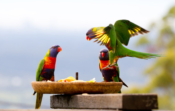 Feeding the birds on the deck at Tamborine Mountain B&B