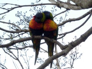 Romantic birds thankful that they survived the storm