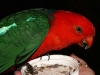 King Parrot feeding at Tamborine Mountain Bed and Breakfast King Parrot feeding at Tamborine Mountain Bed and Breakfast