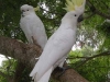 Sulphur Crested Cockatoos perched up high at Tamborine Mountain Bed & Breakfast Sulphur Crested Cockatoos perched up high at Tamborine Mountain Bed & Breakfast