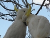 Sulphur Crested Cockatoos romancing at Tamborine Mountain Bed & Breakfast Sulphur Crested Cockatoos romancing at Tamborine Mountain Bed & Breakfast