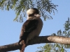 Kookaburra perched up high at Tamborine Mountain Bed and Breakfast Kookaburra perched up high at Tamborine Mountain Bed and Breakfast