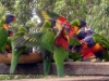 Rainbow Lorikeets in feeding frenzy at Tamborine Mountain Bed & Breakfast Rainbow Lorikeets in feeding frenzy at Tamborine Mountain Bed & Breakfast