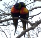 Rainbow Lorikeets romancing at Tamborine Mountain Bed & Breakfast Rainbow Lorikeets romancing at Tamborine Mountain Bed & Breakfast
