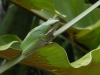 Green frog at Tamborine Mountain Bed and Breakfast Green frog at Tamborine Mountain Bed and Breakfast