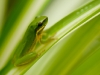 Green frog on leaf at Tamborine Mountain Bed and Breakfast Green frog on leaf at Tamborine Mountain Bed and Breakfast