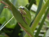 Green frog on plant at Tamborine Mountain Bed and Breakfast Green frog on plant at Tamborine Mountain Bed and Breakfast