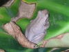 Relaxed frog at Tamborine Mountain Bed and Breakfast Relaxed frog at Tamborine Mountain Bed and Breakfast