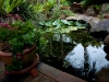 Frog lilly pond at Tamborine Mountain Bed and Breakfast Frog lilly pond at Tamborine Mountain Bed and Breakfast