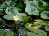 Frog lilly pond at Tamborine Mountain Bed and Breakfast Frog lilly pond at Tamborine Mountain Bed and Breakfast