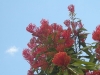 Queensland Waratah in bloom at Tamborine Mountain Bed and Breakfast Gardens Queensland Waratah in bloom at Tamborine Mountain Bed and Breakfast Gardens