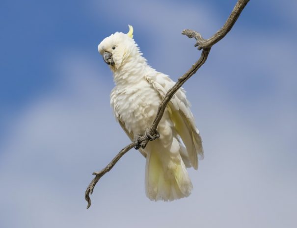 cockatoo2