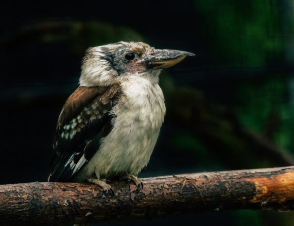 kookaburra2